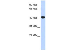WB Suggested Anti-EGLN2 Antibody Titration:  0. (PHD1 Antikörper  (Middle Region))
