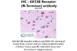 Image no. 1 for anti-Serotonin Receptor 2B (HTR2B) (Extracellular Domain), (N-Term) antibody (ABIN1731365) (Serotonin Receptor 2B Antikörper  (Extracellular Domain, N-Term))