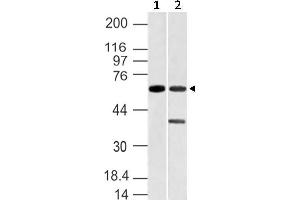 Image no. 1 for anti-Vang-Like 1 (Vangl1) (AA 148-400) antibody (ABIN5027628) (Vangl1 Antikörper  (AA 148-400))