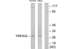 Western Blotting (WB) image for anti-14-3-3 theta (YWHAQ) (Internal Region) antibody (ABIN1850149) (14-3-3 theta Antikörper  (Internal Region))