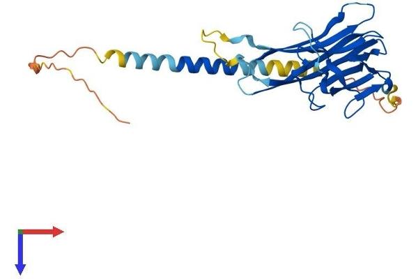 TNFSF15 Protein (AA 1-251) (His tag)