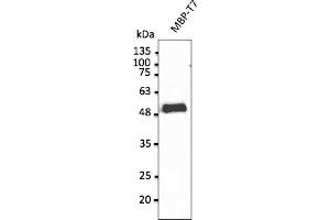 Western Blotting (WB) image for anti-T7-Tag antibody (ABIN6254213) (T7-Tag Antikörper)