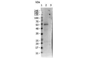 Western Blot of Rabbit anti-receptor ROR gamma pS203 antibody.