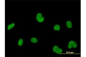 Immunofluorescence of purified MaxPab antibody to POLR3C on HeLa cell. (POLR3C Antikörper  (AA 1-534))
