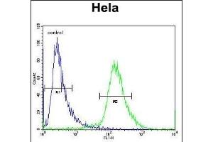 Y Antibody (Center) (ABIN657138 and ABIN2846277) flow cytometric analysis of Hela cells (right histogram) compared to a negative control cell (left histogram). (YE016 (AA 59-87) Antikörper)