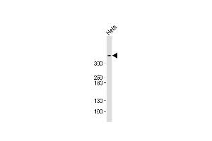 Anti-ATM Antibody (C-term) at 1:500 dilution + Hela whole cell lysate Lysates/proteins at 20 μg per lane. (ATM Antikörper  (C-Term))