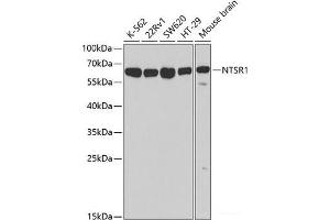Western blot analysis of extracts of various cell lines using NTSR1 Polyclonal Antibody at dilution of 1:500. (NTSR1 Antikörper)