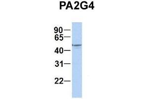 Host:  Rabbit  Target Name:  PA2G4  Sample Type:  Human Fetal Brain  Antibody Dilution:  1. (PA2G4 Antikörper  (C-Term))