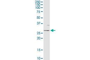 OTUB2 MaxPab rabbit polyclonal antibody. (OTUB2 Antikörper  (AA 1-234))