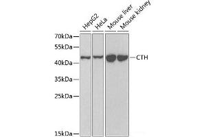 Western blot analysis of extracts of various cell lines using CTH Polyclonal Antibody at dilution of 1:1000. (CTH Antikörper)