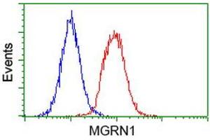 Image no. 3 for anti-Mahogunin, Ring Finger 1 (MGRN1) antibody (ABIN1499460) (Mahogunin RING Finger Protein 1 Antikörper)