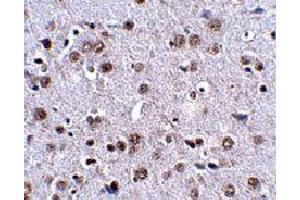 Immunohistochemistry of LRFN4 in mouse brain tissue with LRFN4 polyclonal antibody  at 2.
