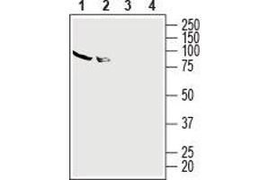 Western blot analysis of human HL-60 promyelocytic leukemia cell line lysate (lanes 1 and 3) and human Jurkat T-cell leukemia cell line lysate (lanes 2 and 4): - 1,2. (Adenosine A2a Receptor Antikörper  (2nd Extracellular Loop))