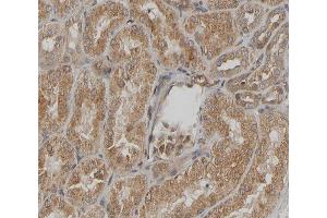 ABIN6267294 at 1/200 staining human kidney sections by IHC-P.