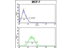 Flow cytometric analysis of MCF-7 cells (bottom histogram) compared to a negative control cell (top histogram). (Casein alpha S1 Antikörper  (AA 42-70))