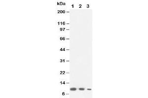 Western blot testing of Lymphotactin antibody and Lane 1:  recombinant mouse protein 10ng (XCL1 Antikörper  (C-Term))