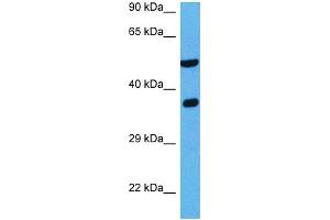 Host:  Rabbit  Target Name:  NDRG2  Sample Tissue:  Mouse Liver  Antibody Dilution:  1ug/ml (NDRG2 Antikörper  (C-Term))
