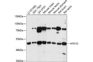 Western blot analysis of extracts of various cell lines, using HTR1D antibody (ABIN7270237) at 1:1000 dilution. (5HT1D Antikörper  (AA 150-250))