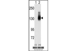 Western blot analysis of Jag2 using JAG2 Antibody using 293 cell lysates (2 ug/lane) either nontransfected (Lane 1) or transiently transfected with the JAG2 gene (Lane 2).