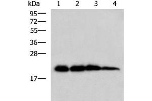 HPCAL1 antibody