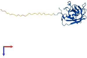 PPIC Protein (AA 1-212) (His tag)