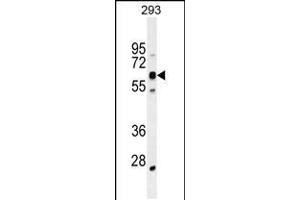 Western blot analysis in 293 cell line lysates (35ug/lane). (KRBA2 Antikörper  (AA 157-186))