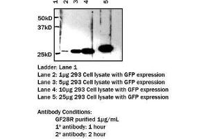 Image no. 1 for anti-GFP Tag (N-Term) antibody (ABIN790748) (GFP Tag Antikörper  (N-Term))