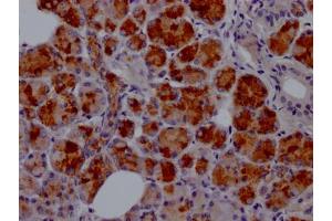 IHC image of ABIN7127597 diluted at 1:100 and staining in paraffin-embedded human salivary gland tissue performed on a Leica BondTM system. (Rekombinanter Lactoferrin Antikörper)