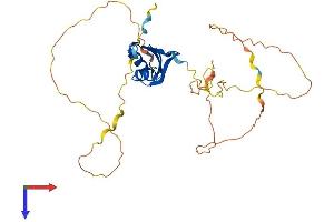 NeuN Protein (AA 1-312) (His tag)