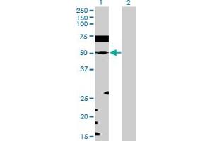 Western Blot analysis of EEF1G expression in transfected 293T cell line by EEF1G MaxPab polyclonal antibody. (EEF1G Antikörper  (AA 1-437))