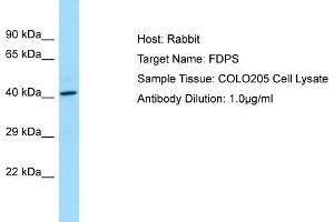 Host: RabbitTarget Name: FDPSAntibody Dilution: 1.