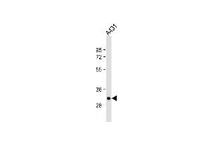 Anti-TPSAB1 Antibody (Center) at 1:1000 dilution + A431 whole cell lysate Lysates/proteins at 20 μg per lane.