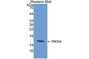 Western Blotting (WB) image for anti-Prokineticin 1 (Prok1) (AA 1-105) antibody (ABIN1867714)