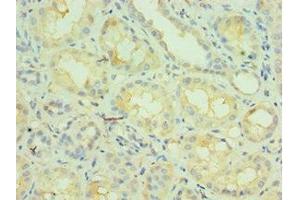 Immunohistochemistry of paraffin-embedded human kidney tissue using ABIN7161860 at dilution of 1:100 (NCOA4 Antikörper  (AA 1-280))