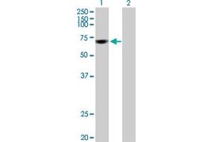 Western Blot analysis of FBXW7 expression in transfected 293T cell line by FBXW7 MaxPab polyclonal antibody.