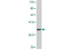 Western Blot detection against Immunogen (37.