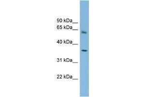 WB Suggested Anti-PEX26 Antibody Titration: 0. (PEX26 Antikörper  (Middle Region))