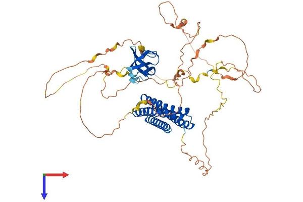 EFS Protein (AA 1-560) (His tag)
