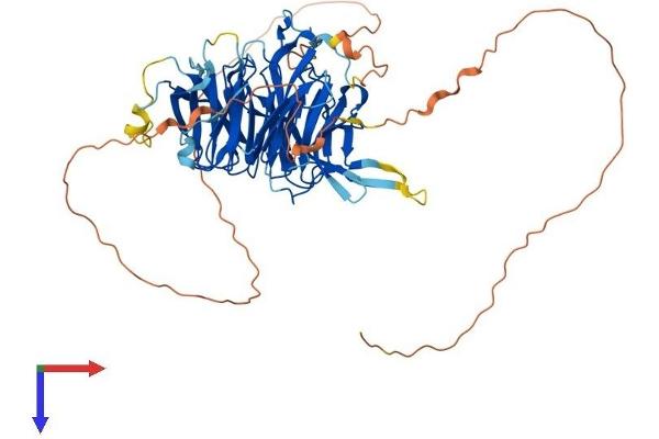 CHAF1B Protein (AA 1-572) (His tag)