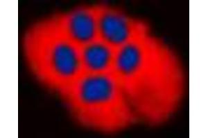 Immunofluorescence (IF) image for anti-Tumor Necrosis Factor (Ligand) Superfamily, Member 13 (TNFSF13) (Center) antibody (ABIN7297452)
