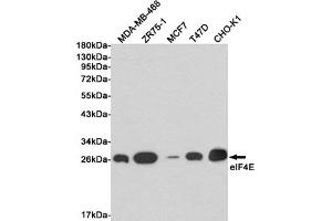 Western blot detection of eIF4E in MDA-MB-468, ZR75-1, MCF7, T47D and CHO-K1 cell lysates using eIF4E mouse mAb (1:1000 diluted). (EIF4E Antikörper)
