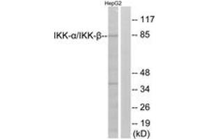 Western blot analysis of extracts from HepG2 cells, using IKK-alpha/beta (Ab-180/181) Antibody. (IKK-alpha /IKK-beta Antikörper  (AA 141-190))