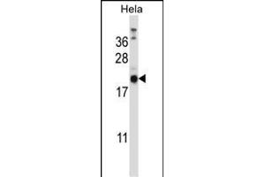 PRRG1 Antibody (N-term) (ABIN657266 and ABIN2846360) western blot analysis in Hela cell line lysates (35 μg/lane).