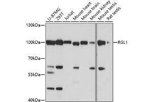 Western blot analysis of extracts of various cell lines, using RGL1 antibody (ABIN7269839) at 1:1000 dilution. (RGL1 Antikörper)