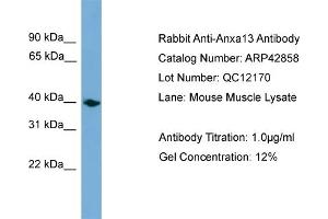 WB Suggested Anti-Anxa13 Antibody Titration:  0. (Annexin A13 Antikörper  (Middle Region))