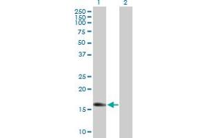 Western Blot analysis of IGF2 expression in transfected 293T cell line by IGF2 MaxPab polyclonal antibody. (IGF2 Antikörper  (AA 1-180))