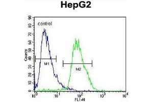 CACNA2D3 Antibody (C-term) flow cytometric analysis of HepG2 cells (right histogram) compared to a negative control cell (left histogram). (CACNA2D3 Antikörper  (C-Term))