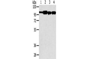 Gel: 6 % SDS-PAGE, Lysate: 40 μg, Lane 1-4: Hepg2 cells, TM4 cells, 293T cells, NIH/3T3 cells, Primary antibody: ABIN7192644(SRGAP1 Antibody) at dilution 1/200, Secondary antibody: Goat anti rabbit IgG at 1/8000 dilution, Exposure time: 20 seconds (SRGAP1 Antikörper)