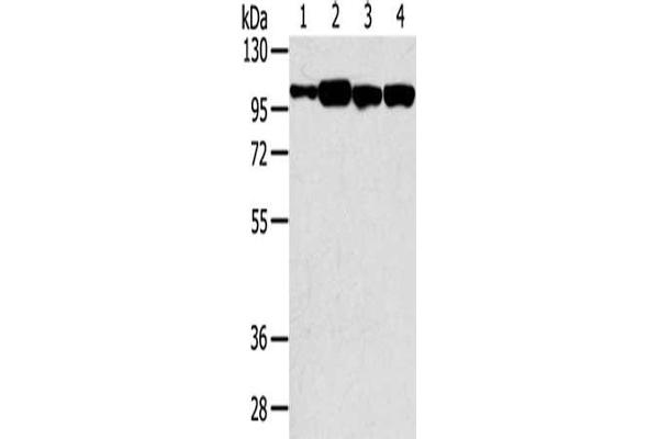 SRGAP1 anticorps