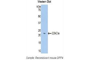 Western Blotting (WB) image for anti-Dipeptidyl-Peptidase 4 (DPP4) (AA 29-178) antibody (ABIN3207612) (DPP4 Antikörper  (AA 29-178))